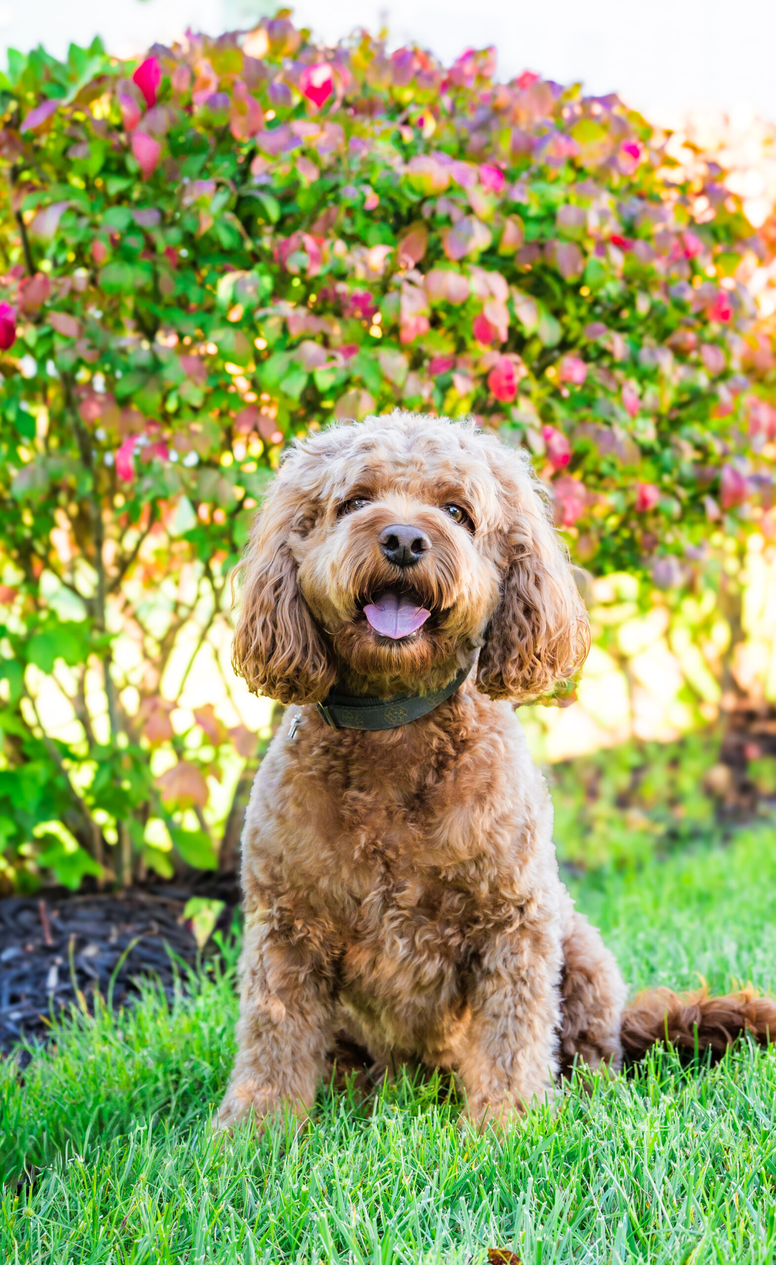 <center>Harley</center>