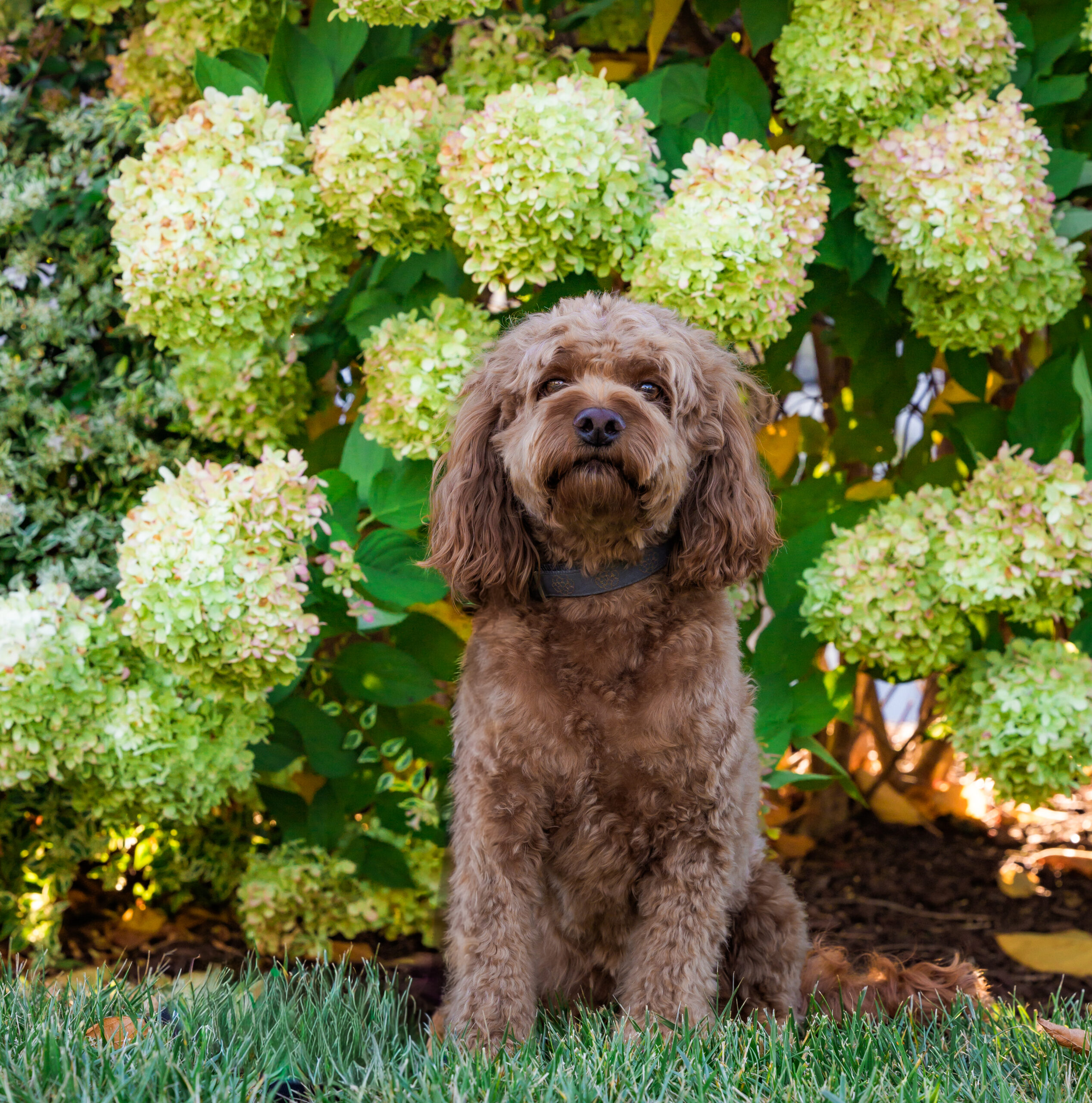 <center>Harley</center>