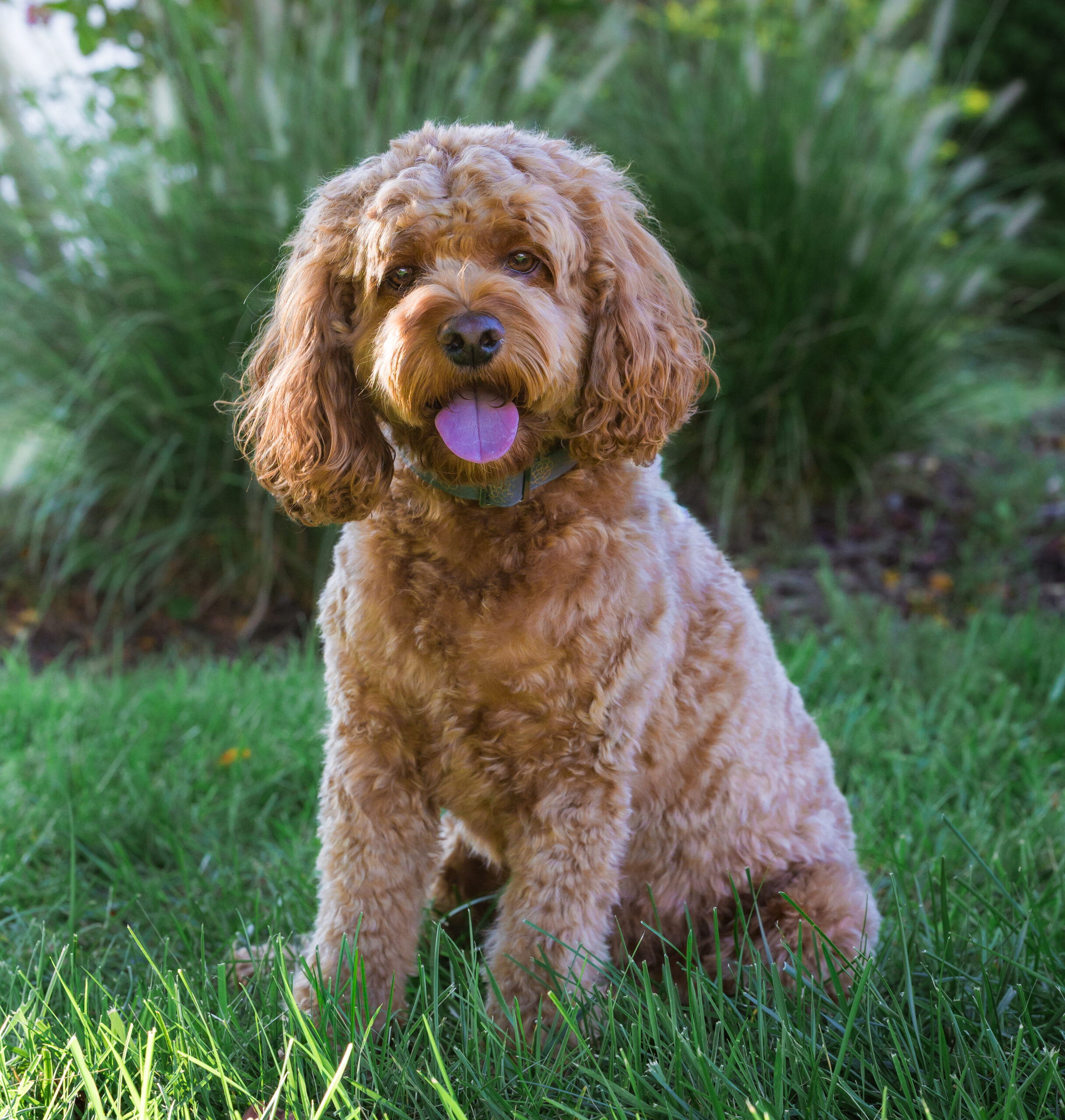 <center>Harley</center>