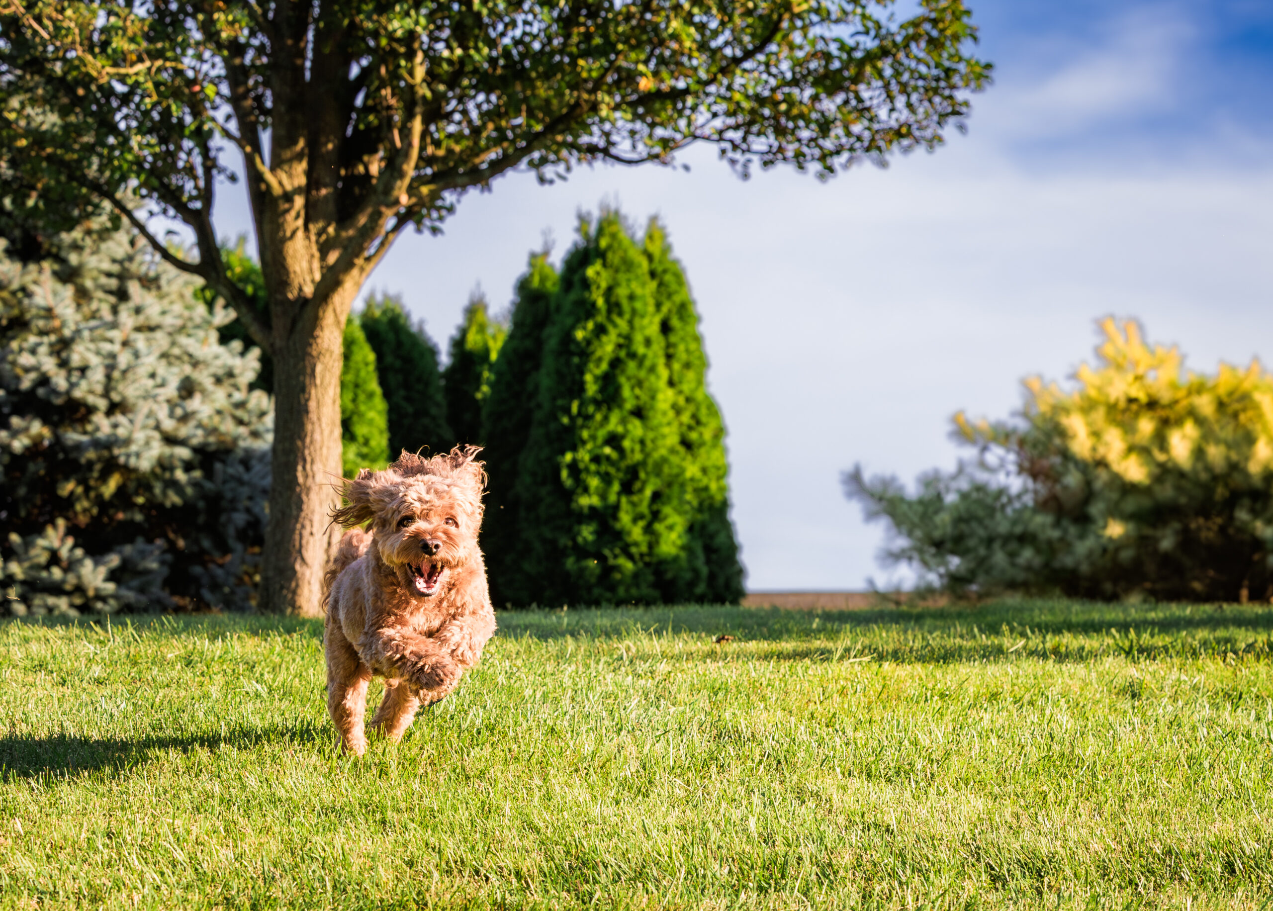 <center>Harley</center>