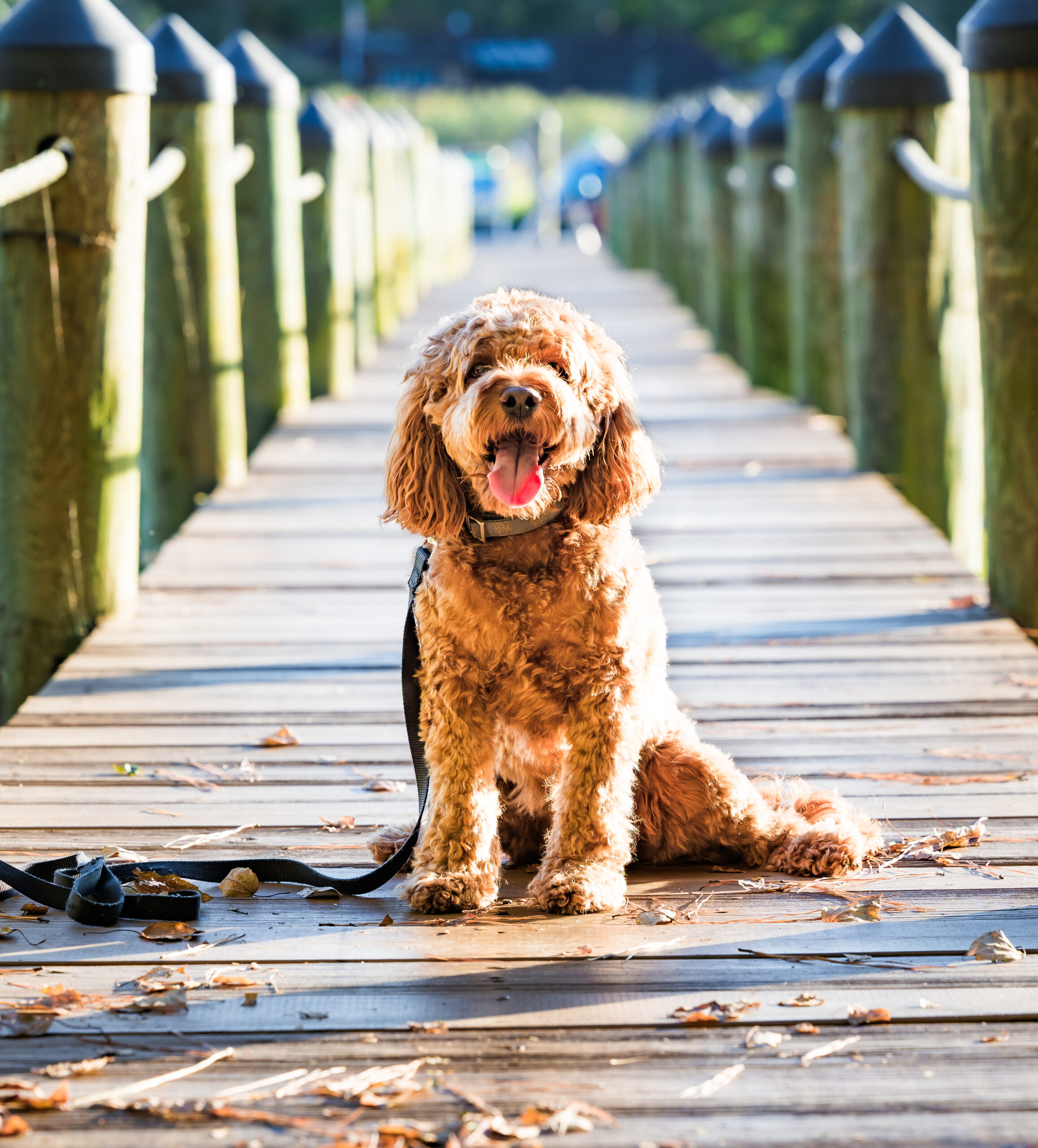 <center>Harley</center>