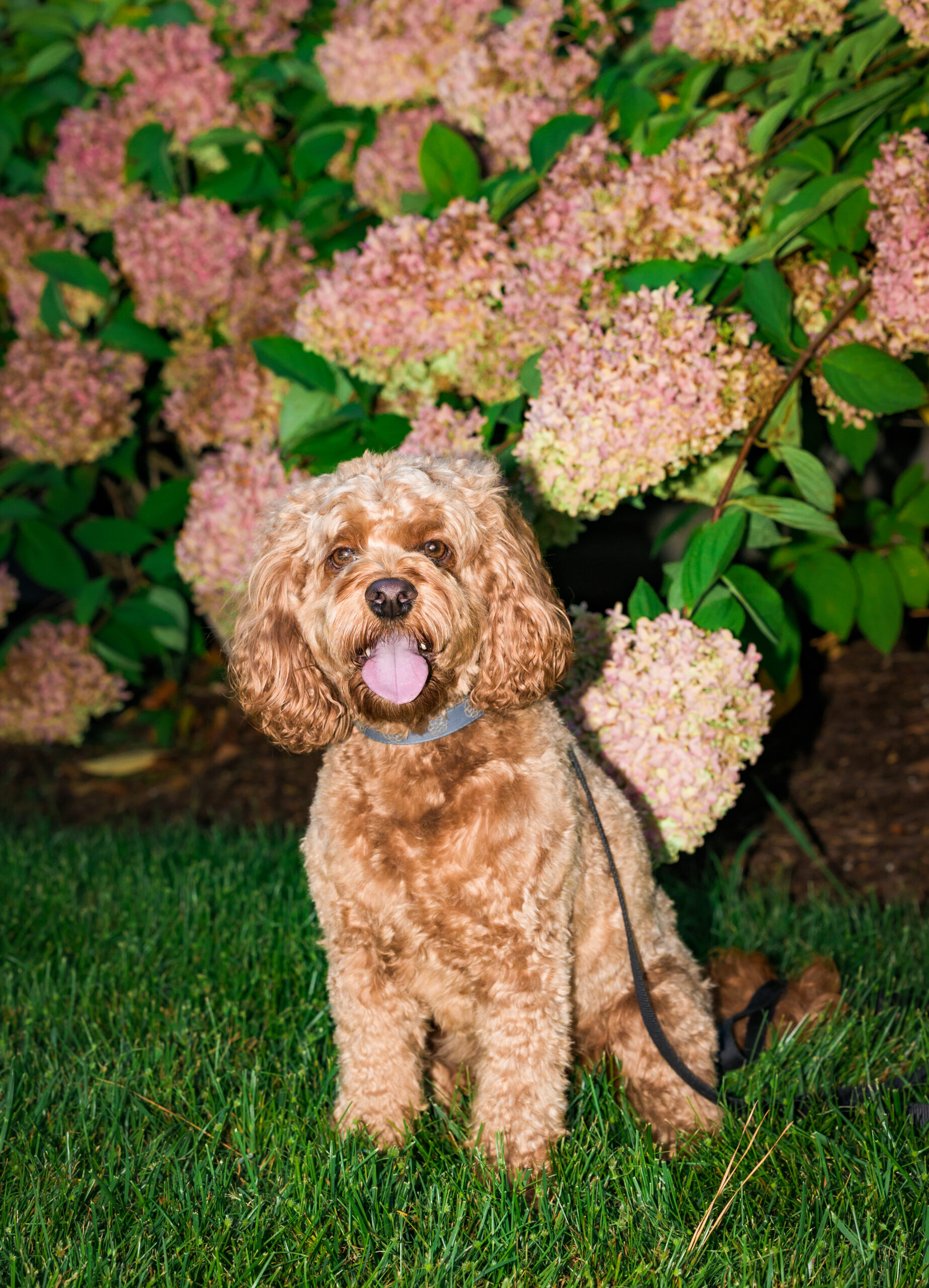 <center>Harley</center>