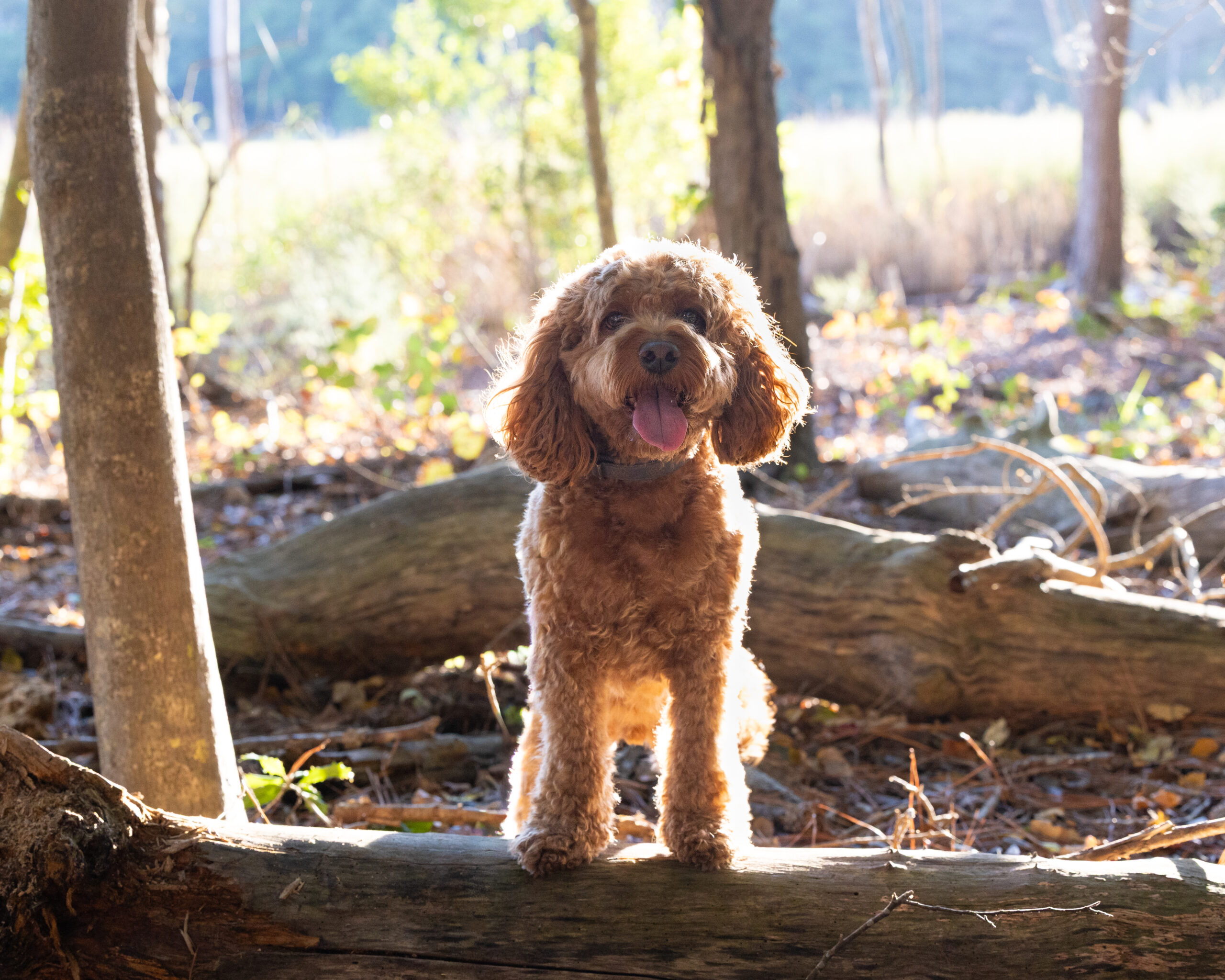 <center>Harley</center>