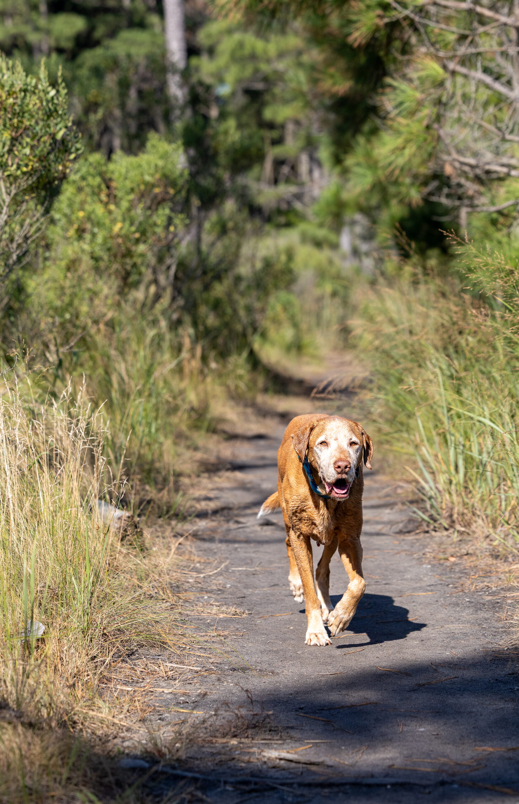 <center>Cayman</center>