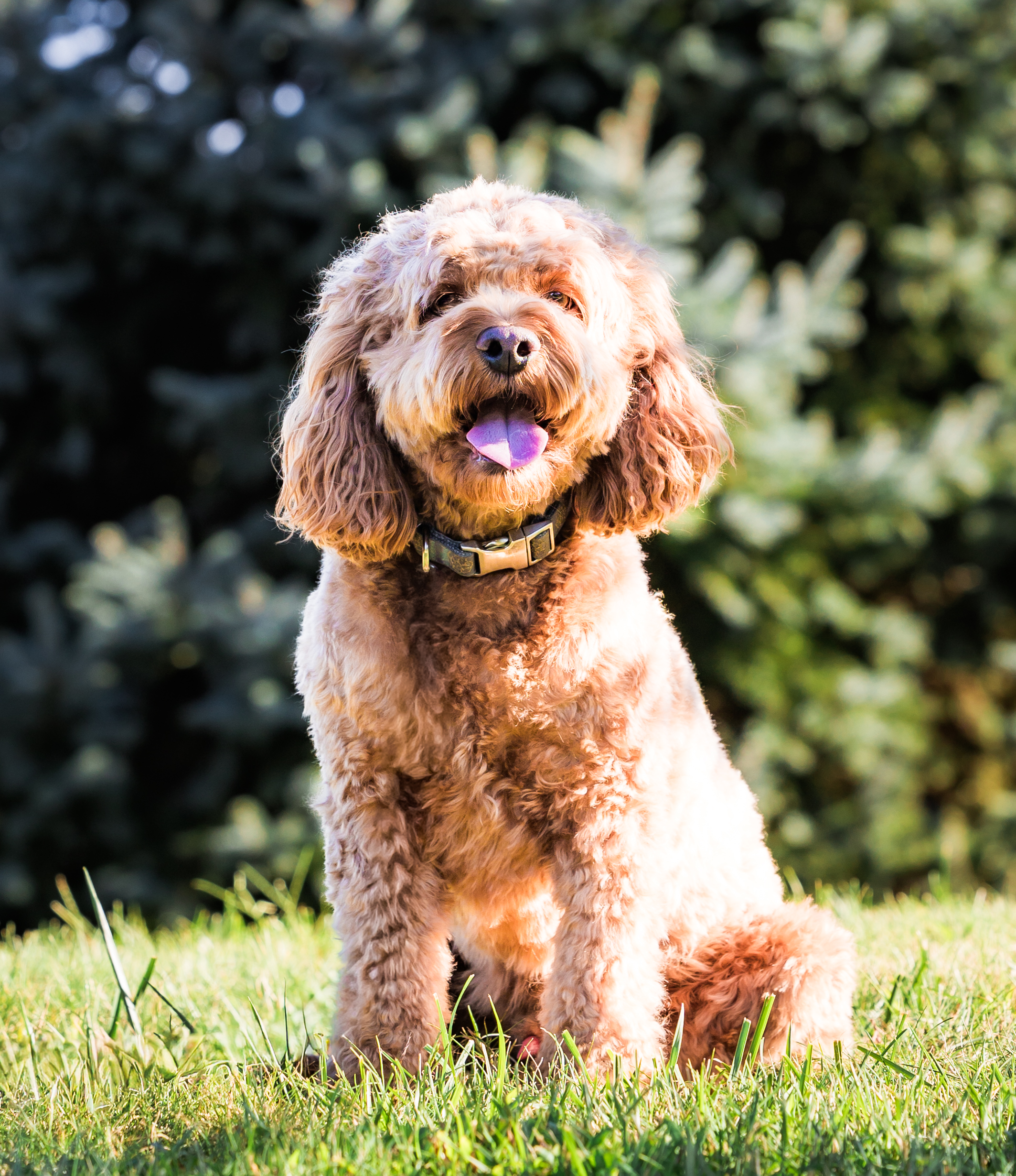 <center>Harley</center>