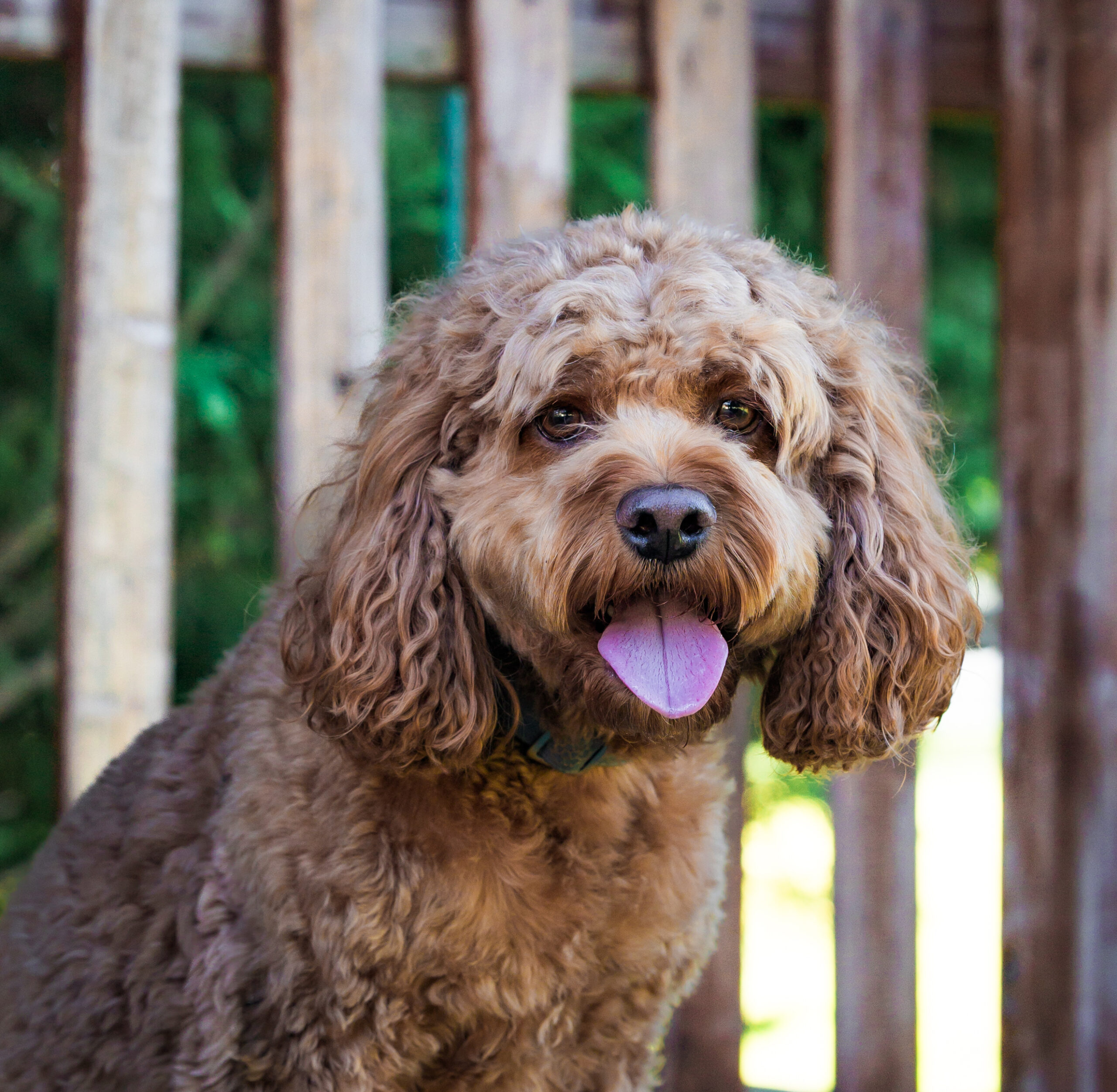 <center>Harley</center>