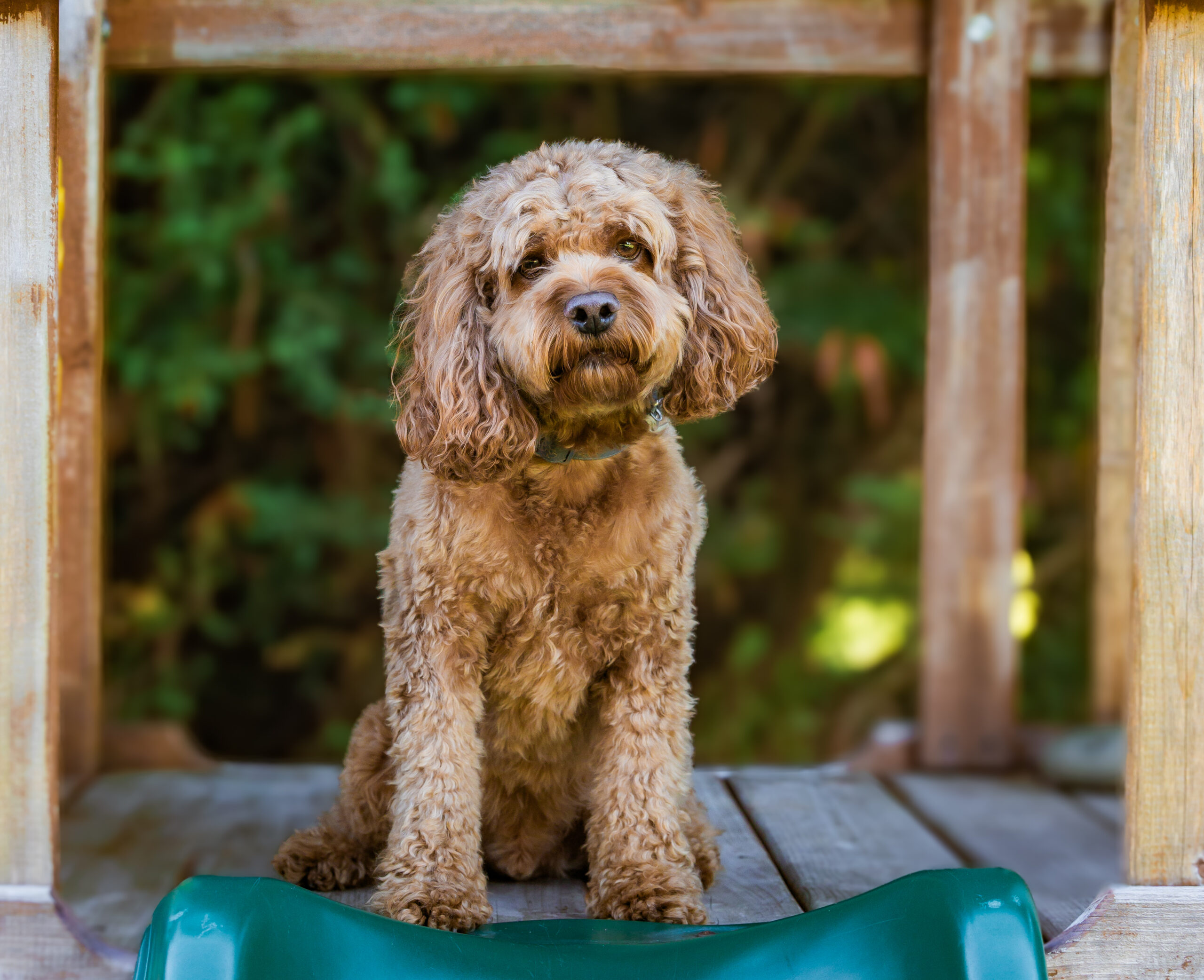 <center>Harley</center>