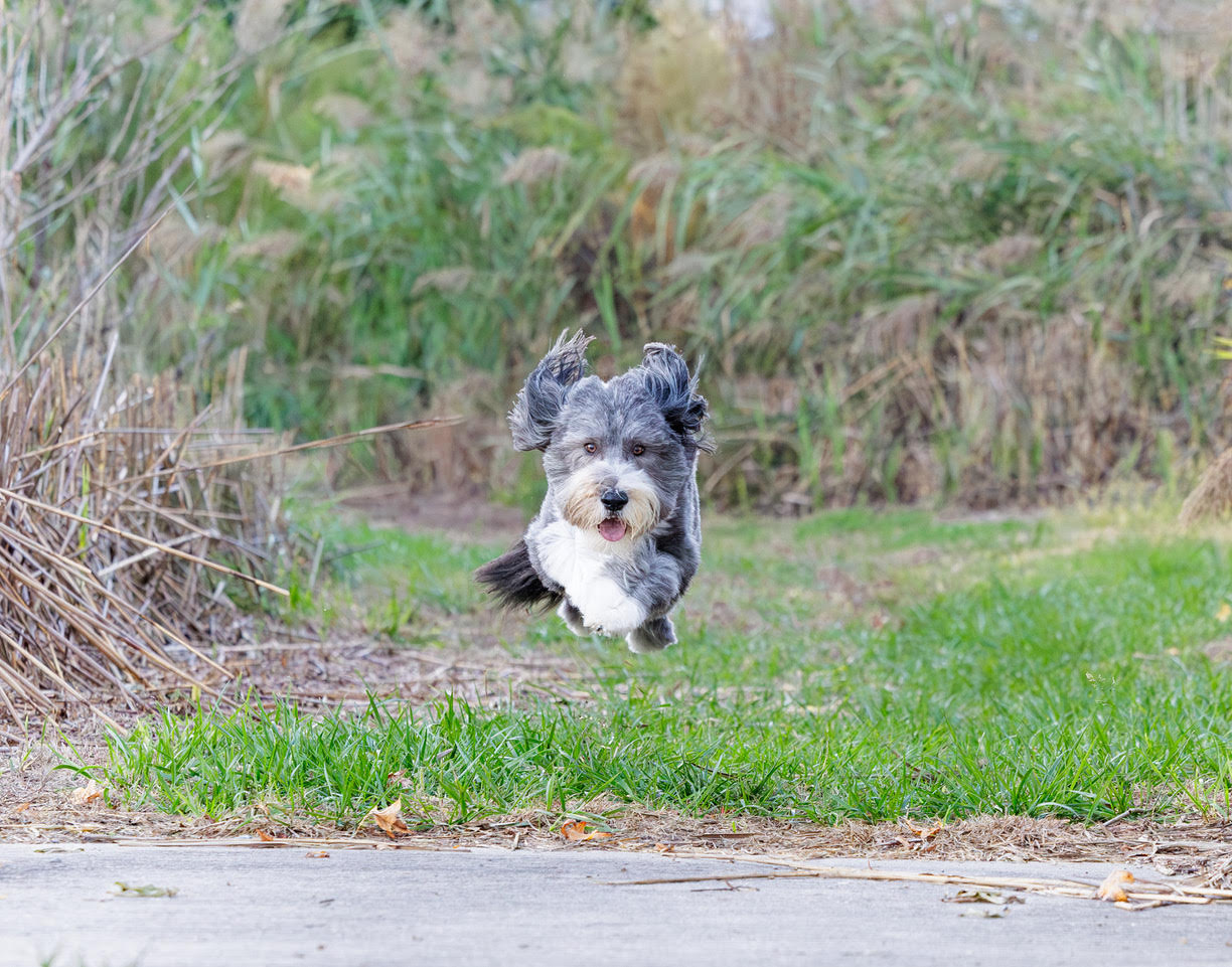 <center>Suze & Bandit</center>