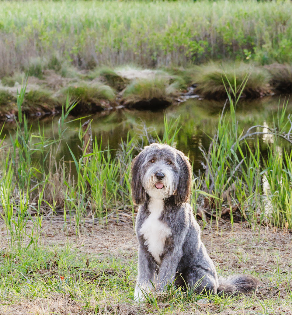 <center>Suze & Bandit</center>