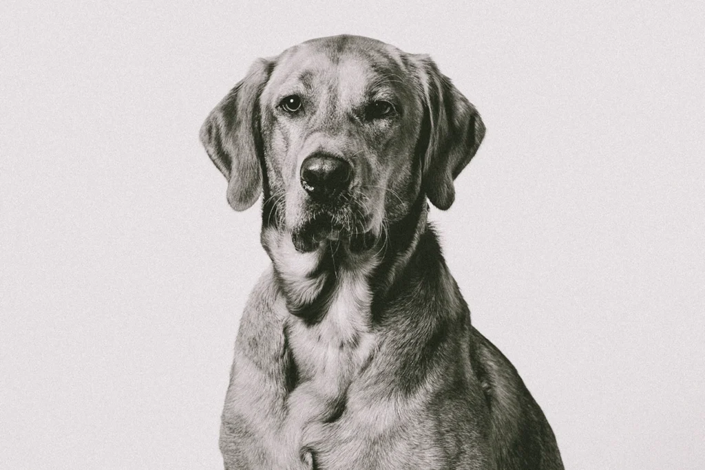 Dog studio portrait at Fox Red Foto in Lewes, Delaware